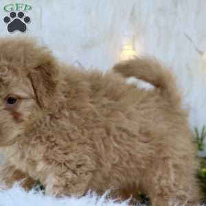 Rosa, Mini Goldendoodle Puppy