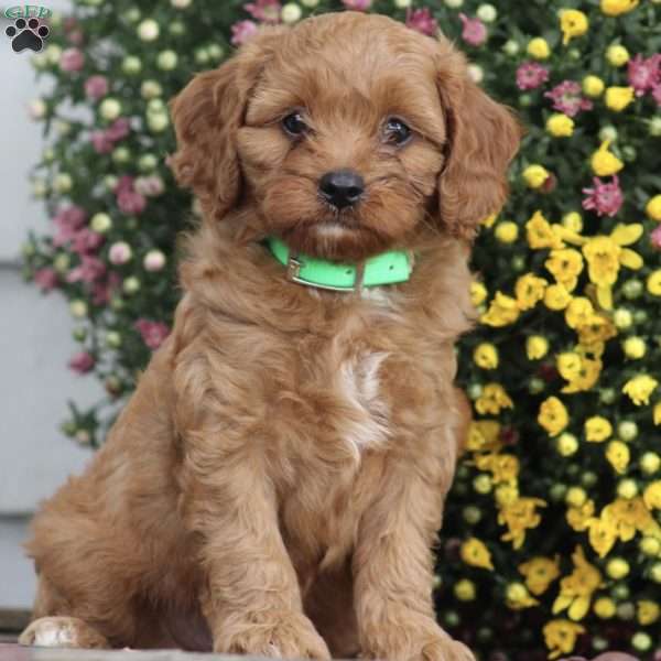 Aden, Cavapoo Puppy