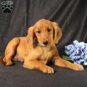 Jeffrey, Miniature Golden Retriever Puppy