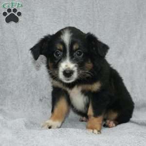 Becka, Miniature Australian Shepherd Puppy