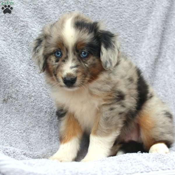 Bingo, Miniature Australian Shepherd Puppy