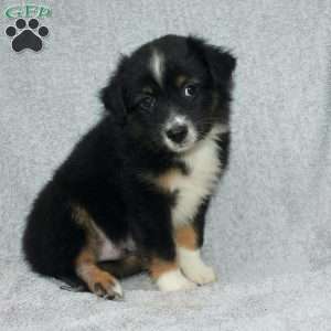 Bouncer, Miniature Australian Shepherd Puppy