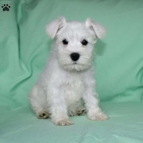 Stacy, Miniature Schnauzer Puppy