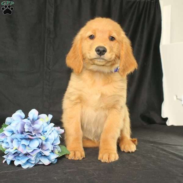 Bingo, Miniature Golden Retriever Puppy