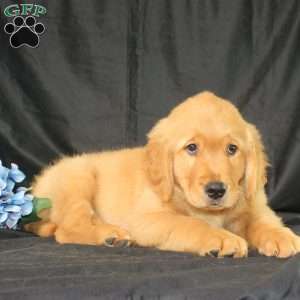 Bradley, Miniature Golden Retriever Puppy