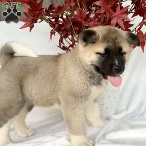 Caver, Akita Puppy