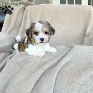 Tootsie, Morkie / Yorktese Puppy