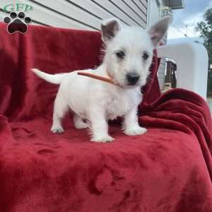 Taylor, West Highland Terrier Puppy