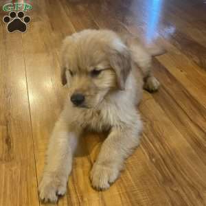 Remi, Golden Retriever Puppy