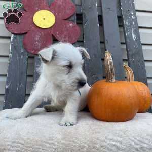 Tanner, West Highland Terrier Puppy