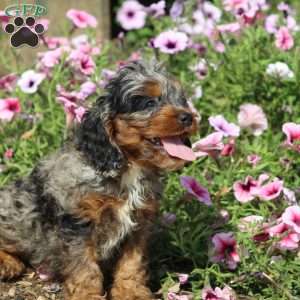 Warren, Cockapoo Puppy