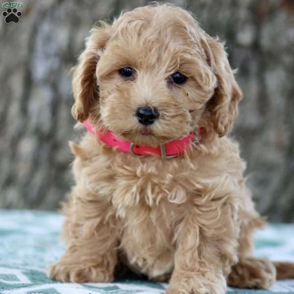 Winnie, Maltipoo Puppy