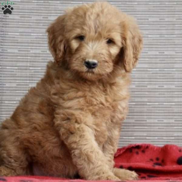 Glen, Goldendoodle Puppy