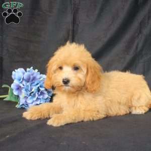 Dana, Golden Cavadoodle Puppy