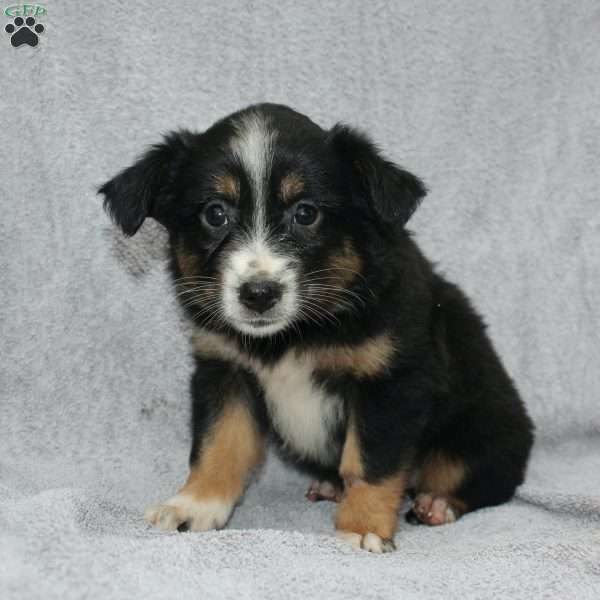 Becka, Miniature Australian Shepherd Puppy