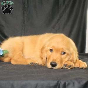 Bradley, Miniature Golden Retriever Puppy