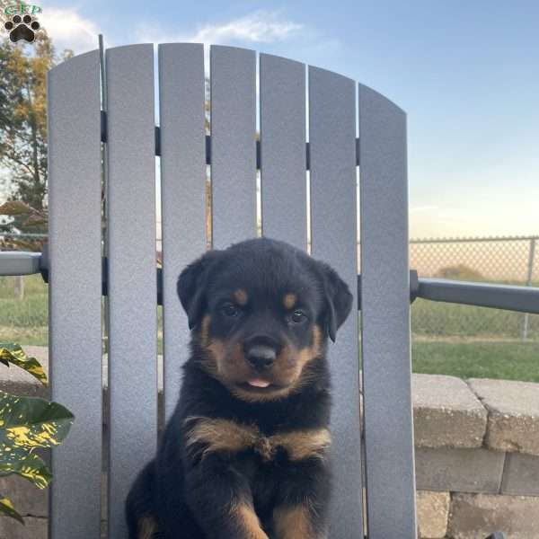 Willow, Rottweiler Puppy