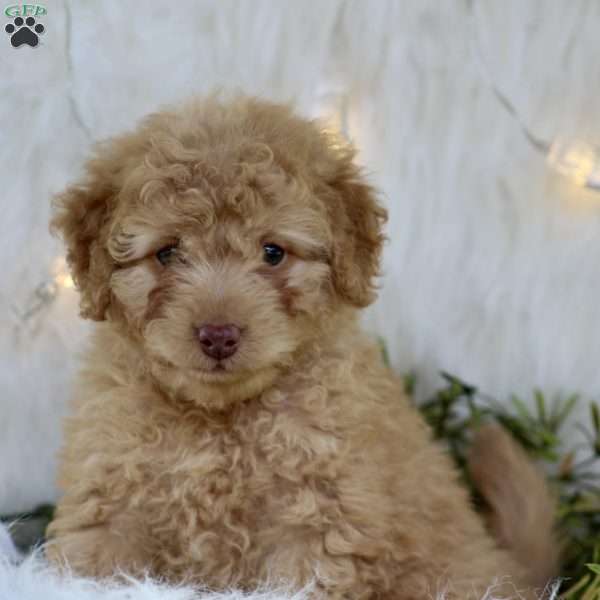 Rosa, Mini Goldendoodle Puppy