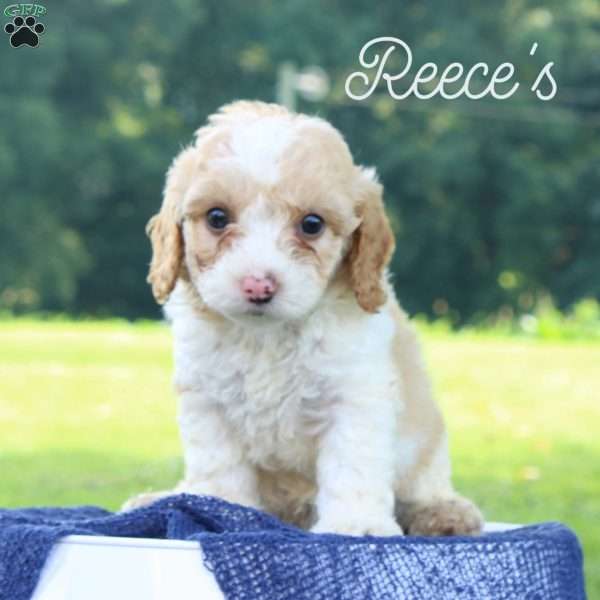 Reeces, Cavapoo Puppy