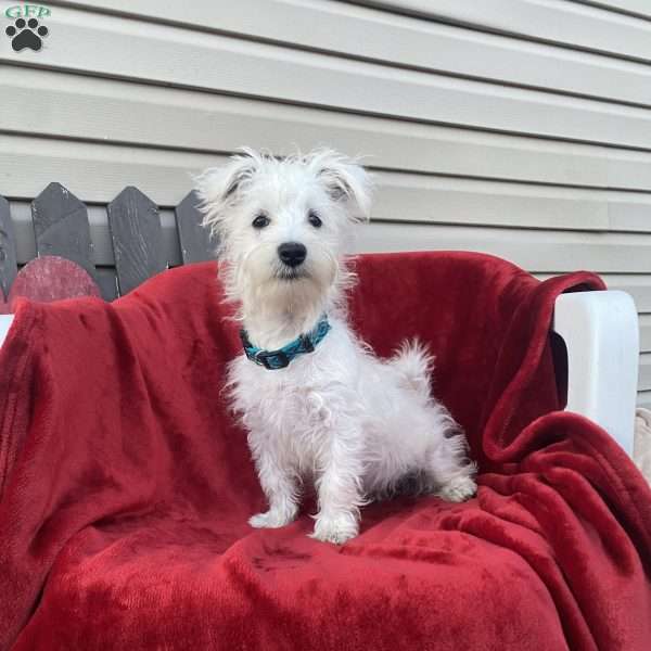 Wanda, Westie Mix Puppy