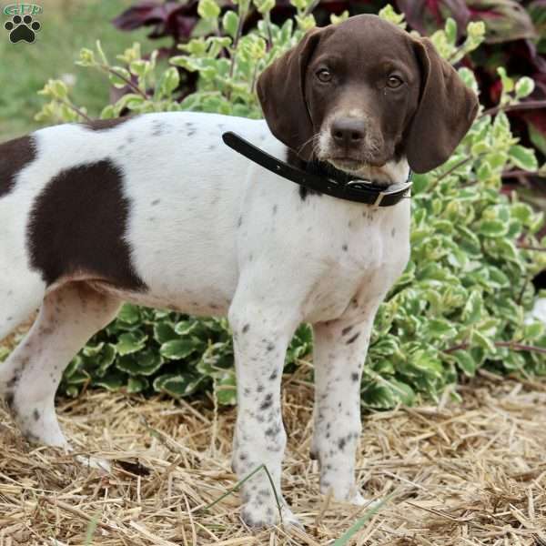 Mabel, German Shorthaired Pointer Puppy