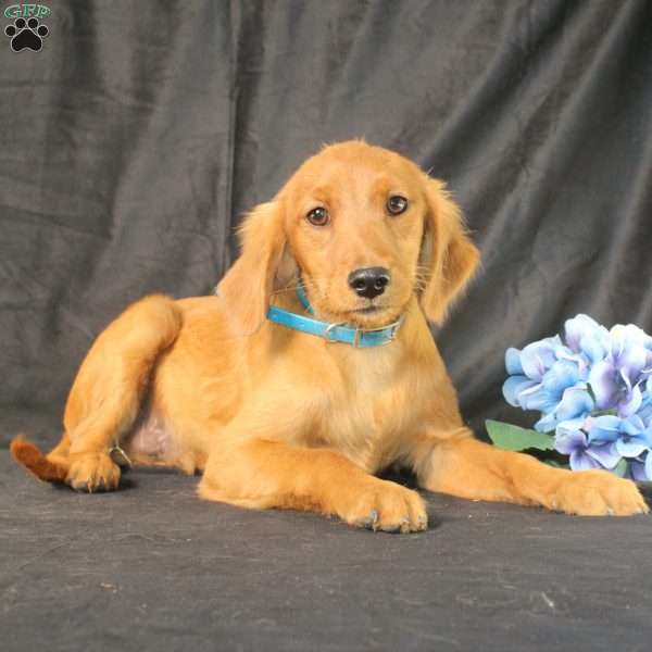 Jeffrey, Miniature Golden Retriever Puppy