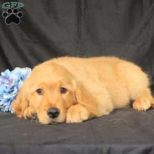 Bradley, Miniature Golden Retriever Puppy