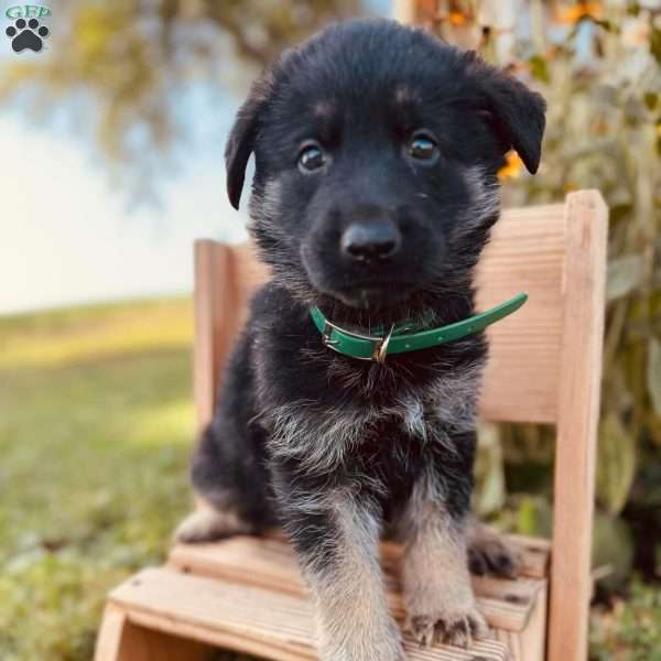 Morgan, German Shepherd Puppy