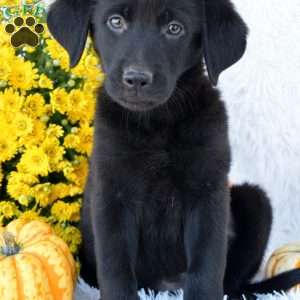 Macy, Golden Shepherd Puppy