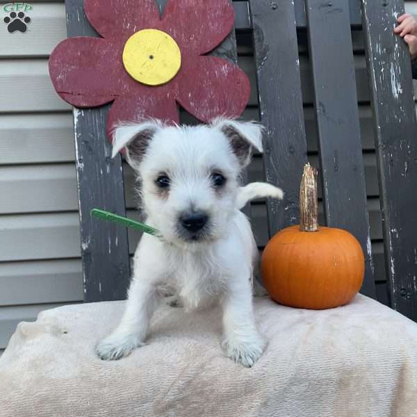 Tate, West Highland Terrier Puppy