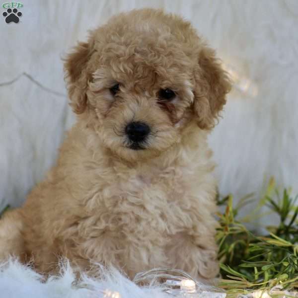 Alisa, Mini Goldendoodle Puppy