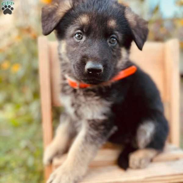 Luke, German Shepherd Puppy