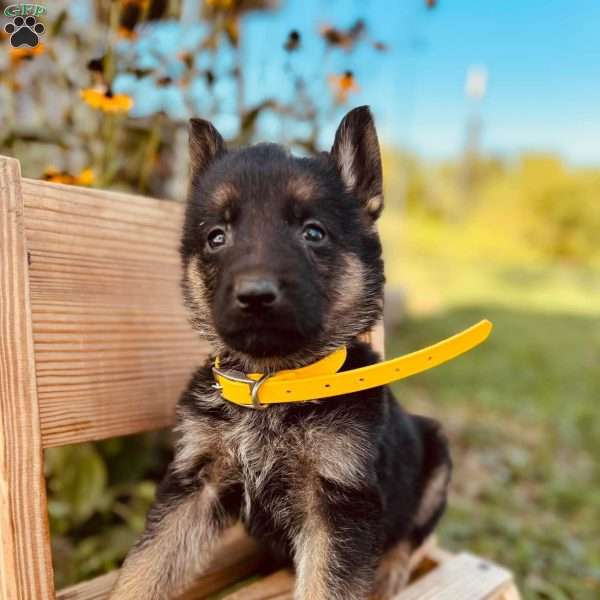 George, German Shepherd Puppy