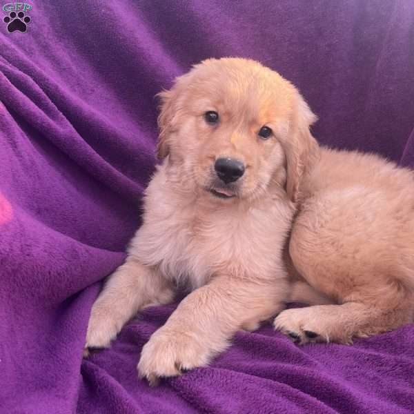 Ralph, Golden Retriever Puppy