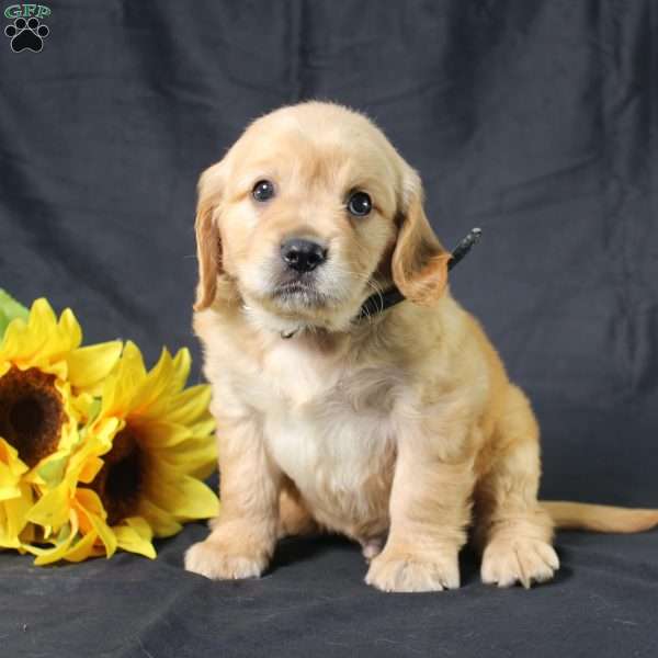 Martin, Miniature Golden Retriever Puppy