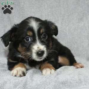 Becka, Miniature Australian Shepherd Puppy