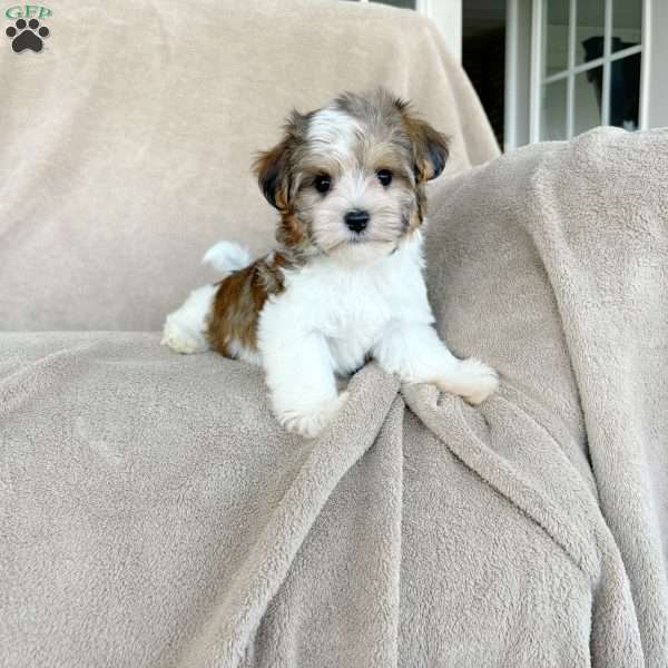 Tootsie, Morkie / Yorktese Puppy