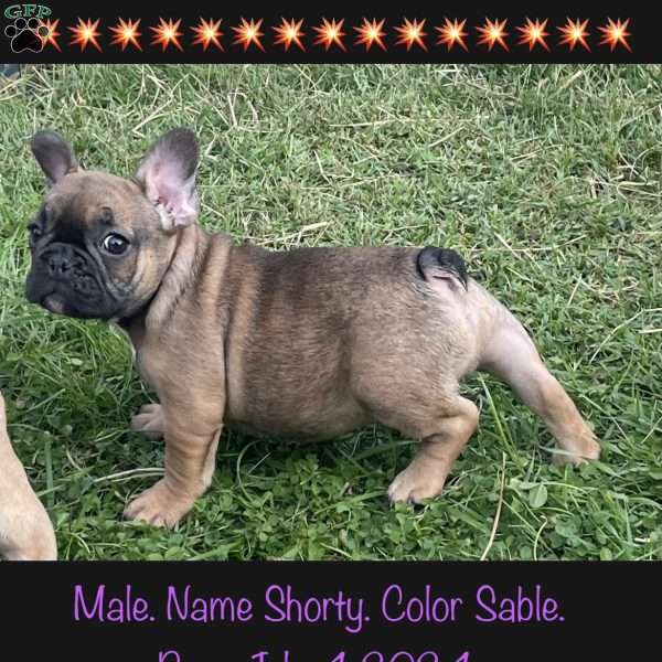 Shorty, French Bulldog Puppy