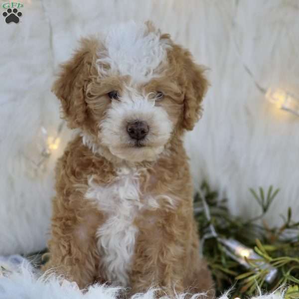 Alice, Mini Goldendoodle Puppy