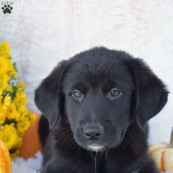 Abby, Golden Shepherd Puppy