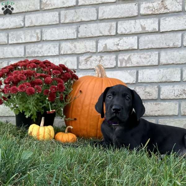 Daisy, Great Dane Puppy