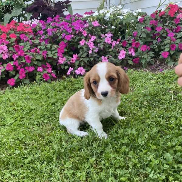 Kyler, Cavalier King Charles Mix Puppy