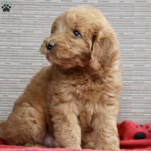 Glory, Goldendoodle Puppy