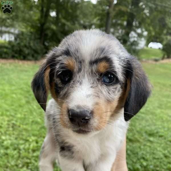 Aspen, Dorgi Puppy