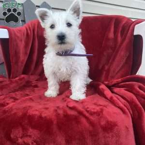 Tonya, West Highland Terrier Puppy