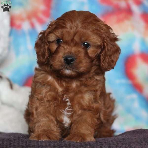 Twix, Cavapoo Puppy