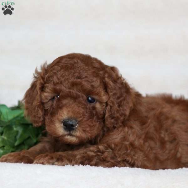 Perry, Cavapoo Puppy