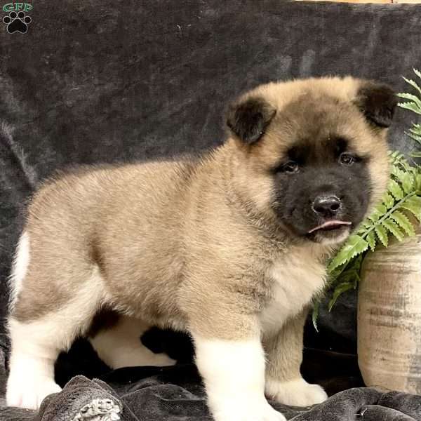 Caspar, Akita Puppy