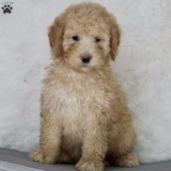 Aiden, Miniature Poodle Mix Puppy