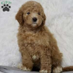 Autumn, Miniature Poodle Mix Puppy